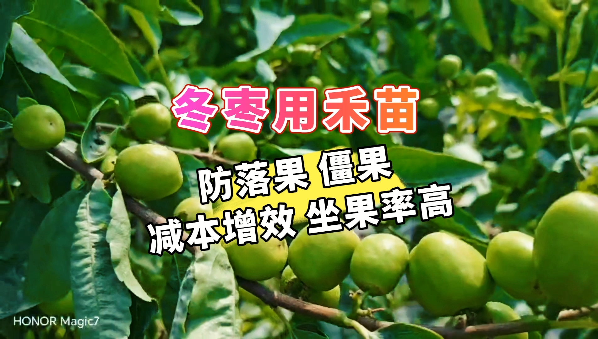 冬枣用禾苗丨防落果，僵果，减本增效，坐果率高