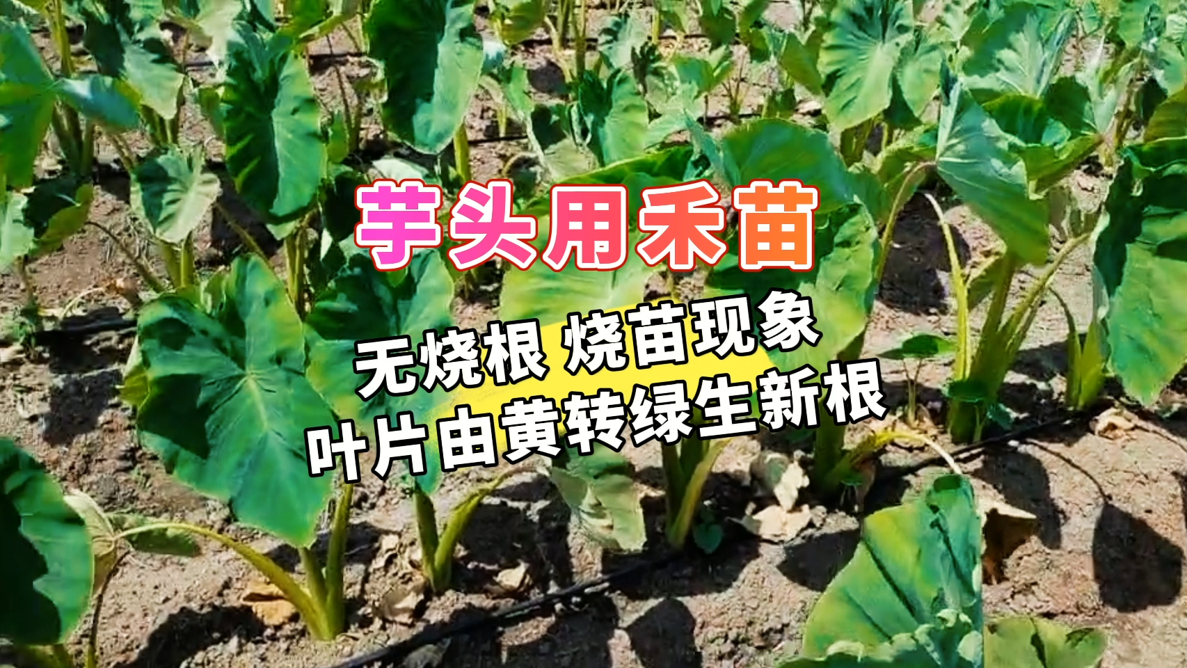 芋头用禾苗丨无烧根烧苗现象，叶片由黄转绿生新根
