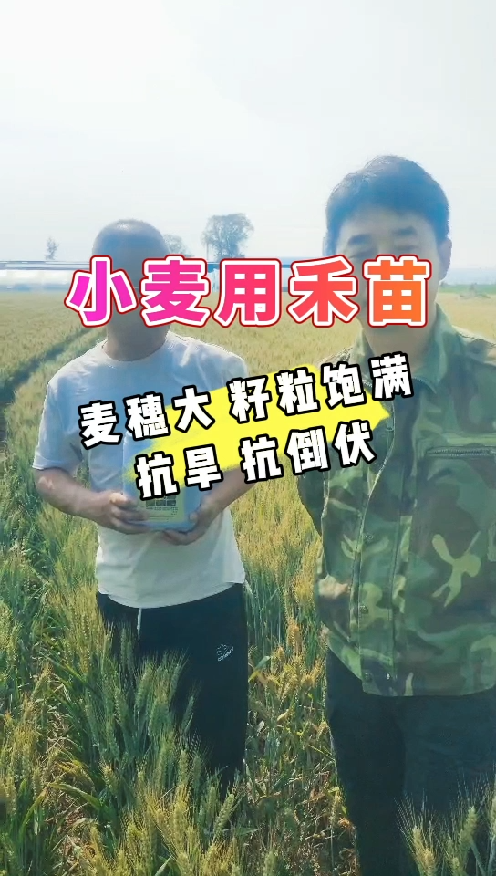 小麦用禾苗 | 麦穗大，籽粒饱满，抗旱，抗倒伏