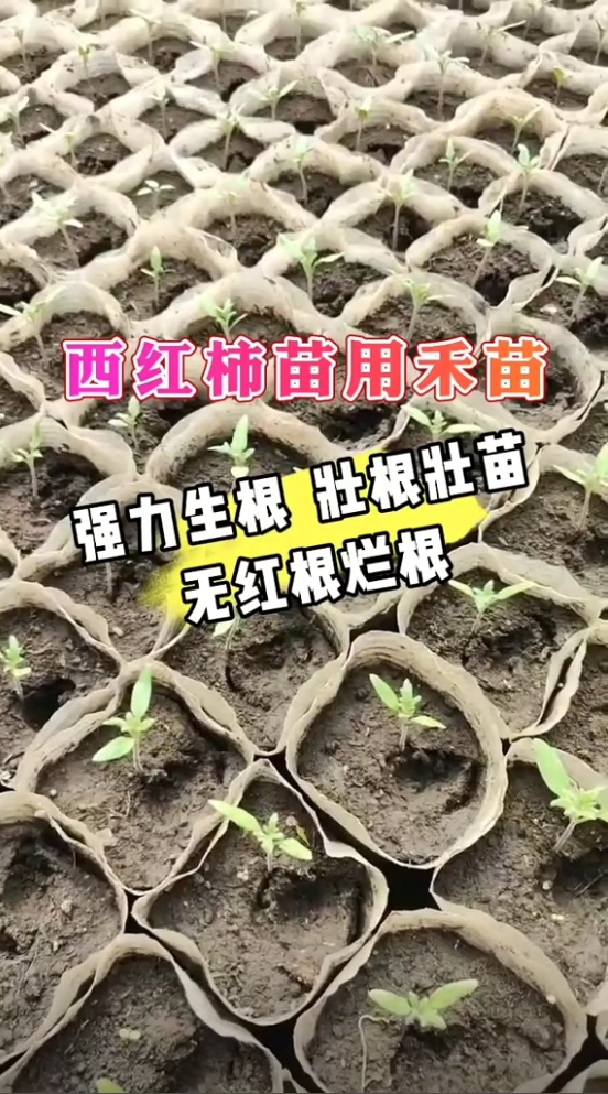 西红柿用禾苗 | 解肥害药害，强力生根预防红根烂根