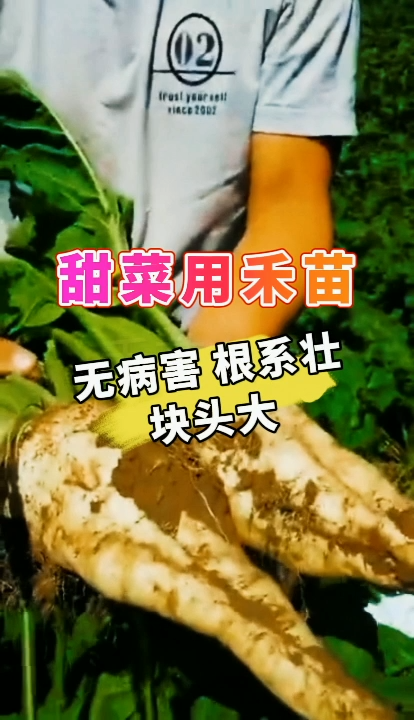 禾苗