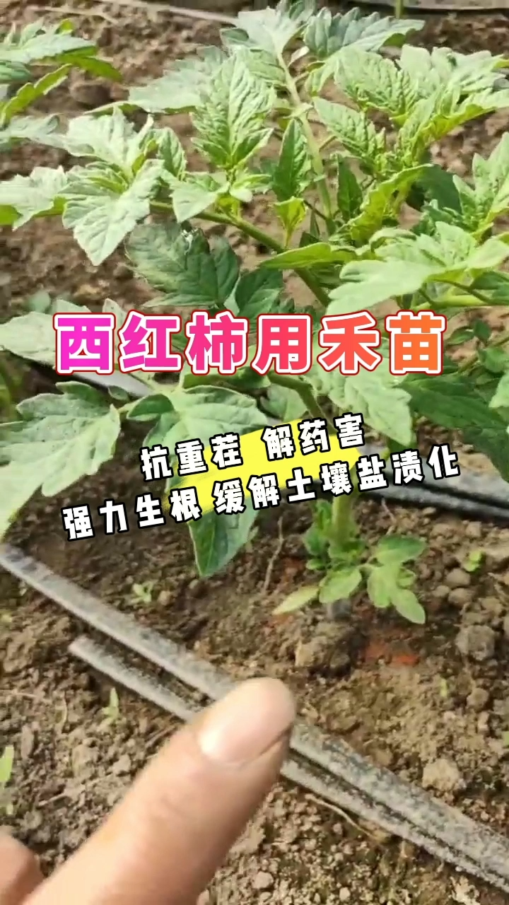 西红柿用禾苗  |  抗重茬 解药害 强力生根 缓解土壤盐渍化