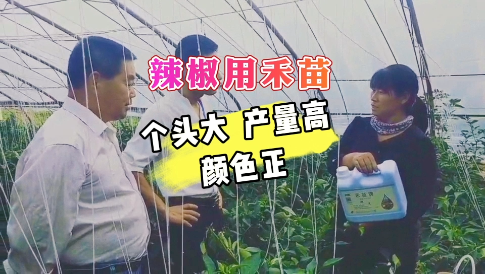 辣椒用禾苗 | 个头大，产量高，颜色正