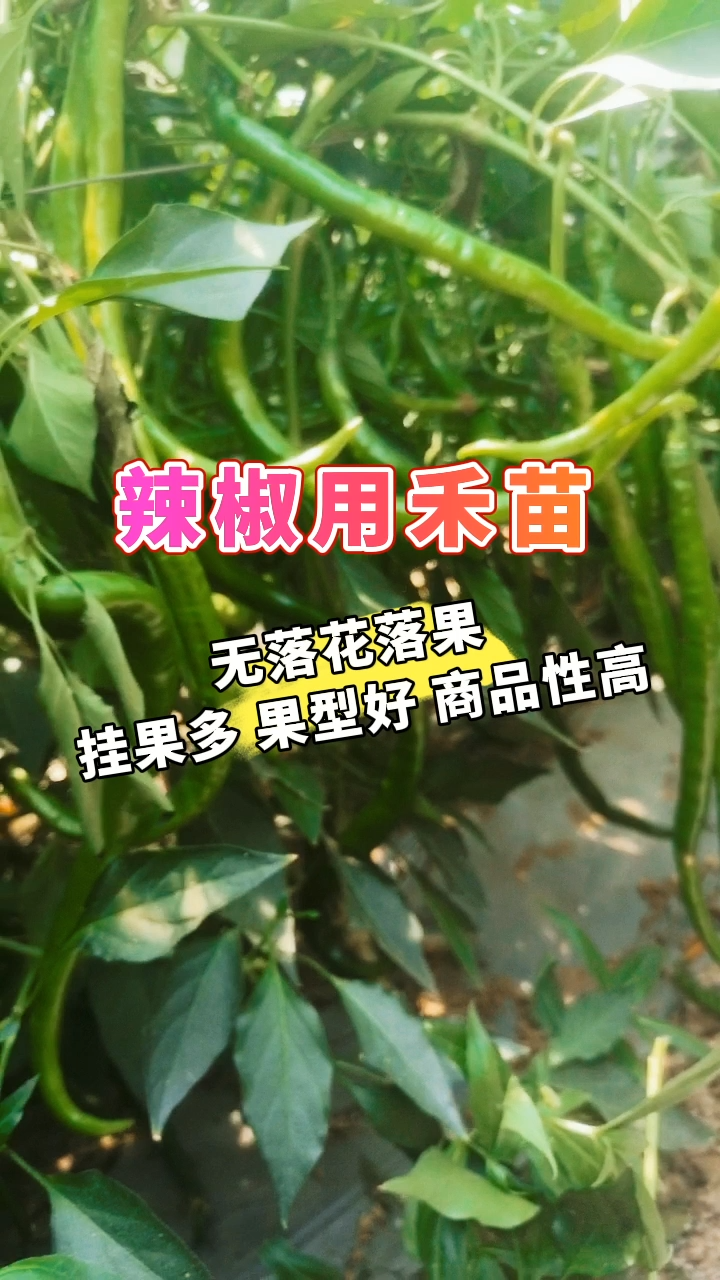 辣椒用禾苗丨无落花落果，挂果多，果型好，商品性高