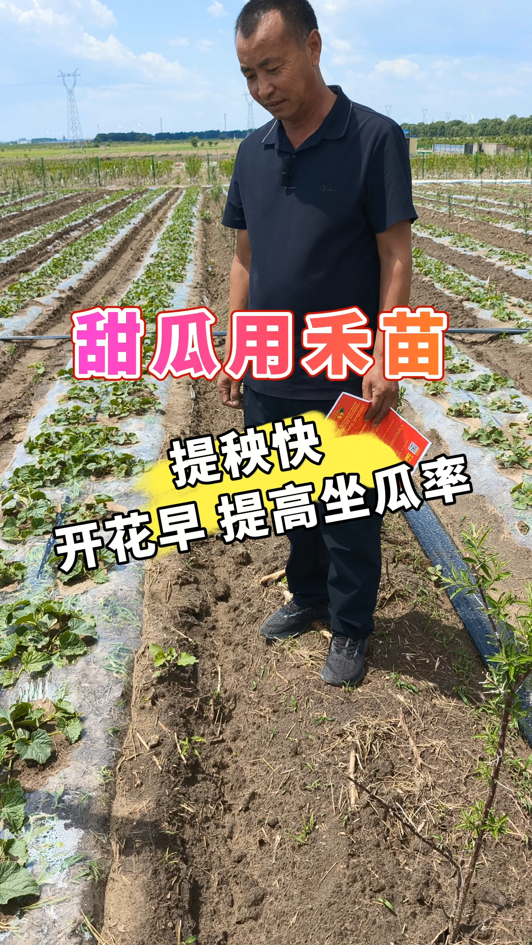 甜瓜用禾苗丨提秧快，开花早，提高坐瓜率