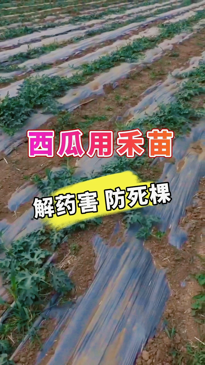 西瓜用禾苗丨解药害 防死棵