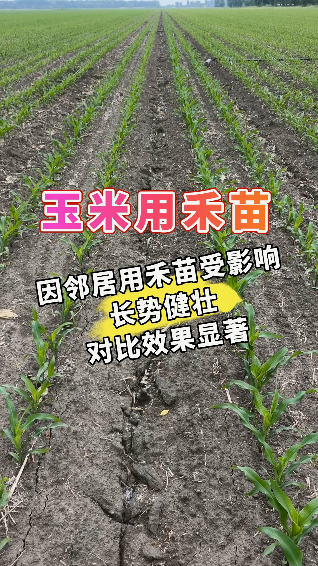 玉米用禾苗丨因邻居用禾苗受影响，长势健壮 对比效果显著