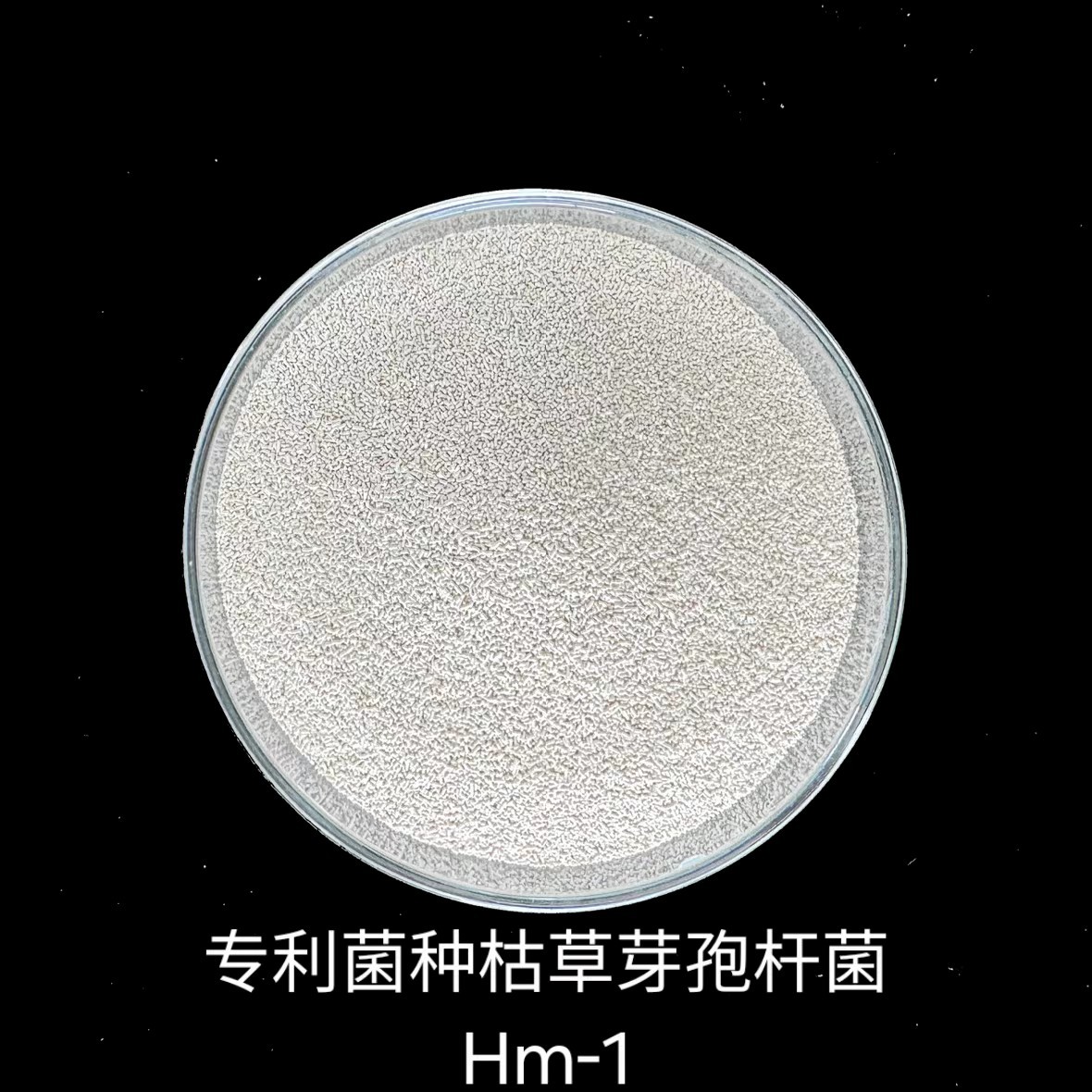 一种枯草芽孢杆菌菌株HM-1及其微生物菌剂和应用
