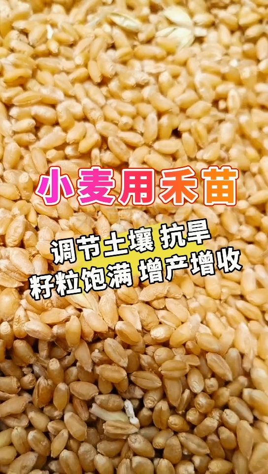 小麦用禾苗丨调节土壤，抗旱，籽粒饱满，增产增收