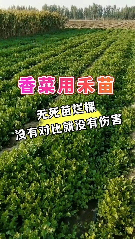 香菜用禾苗 | 无死苗烂棵，没有对比就没有伤害