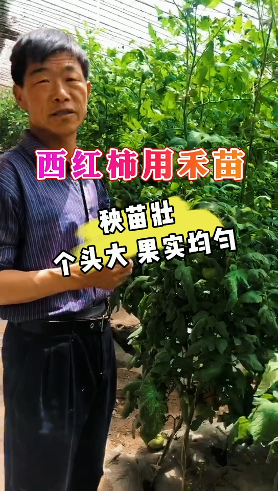 西红柿用禾苗 | 秧苗壮，个头大，果实均匀