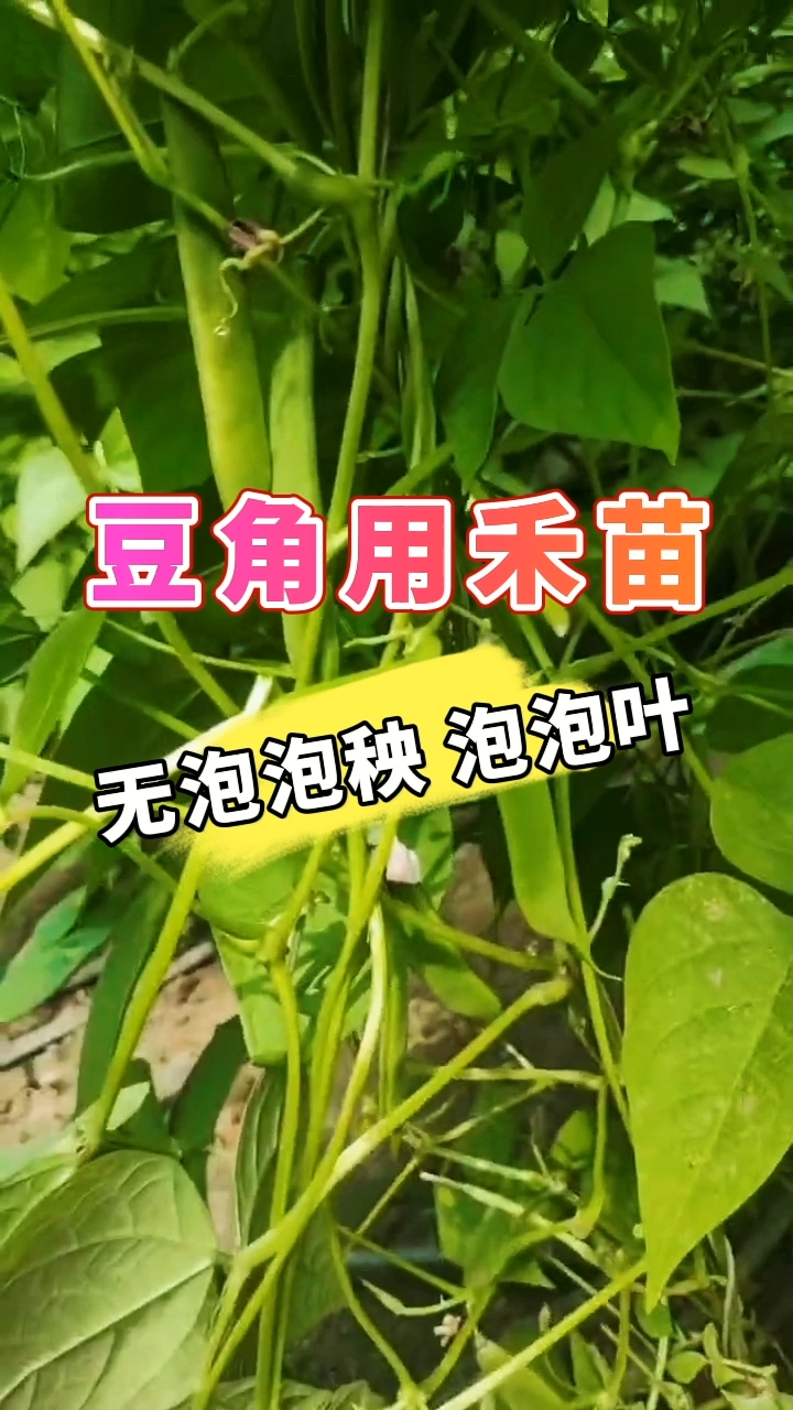 豆角用禾苗丨无泡泡秧，泡泡叶