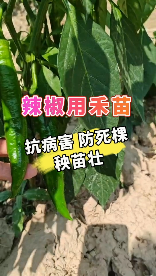 辣椒用禾苗丨抗病害，防死棵，秧苗壮
