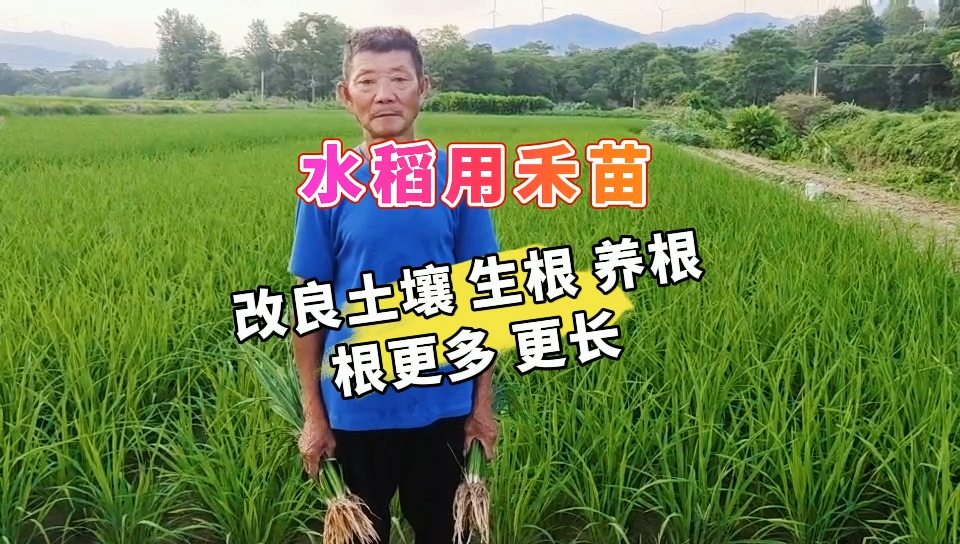 水稻用禾苗丨改良土壤，生根，养根，根更多，更长