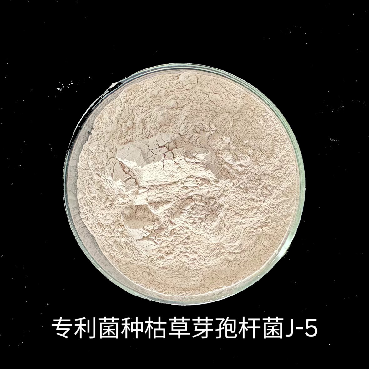 一种枯草芽孢杆菌J-5及其生物菌剂和应用