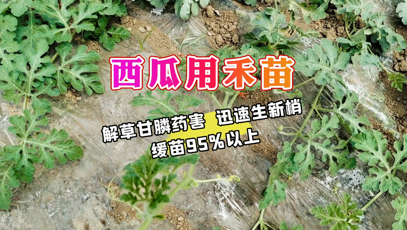 西瓜用禾苗 | 解草甘膦药害，迅速生新梢，缓苗95%%以上