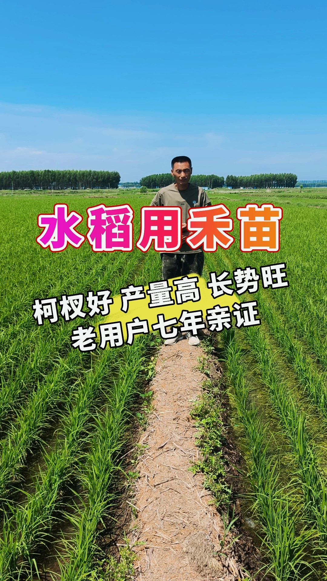 水稻用禾苗丨柯杈好，产量高，长势旺，老用户七年亲证