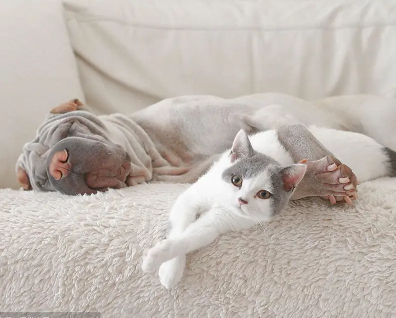 Pet Supplies & Pet