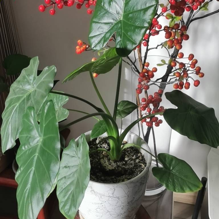 張楠