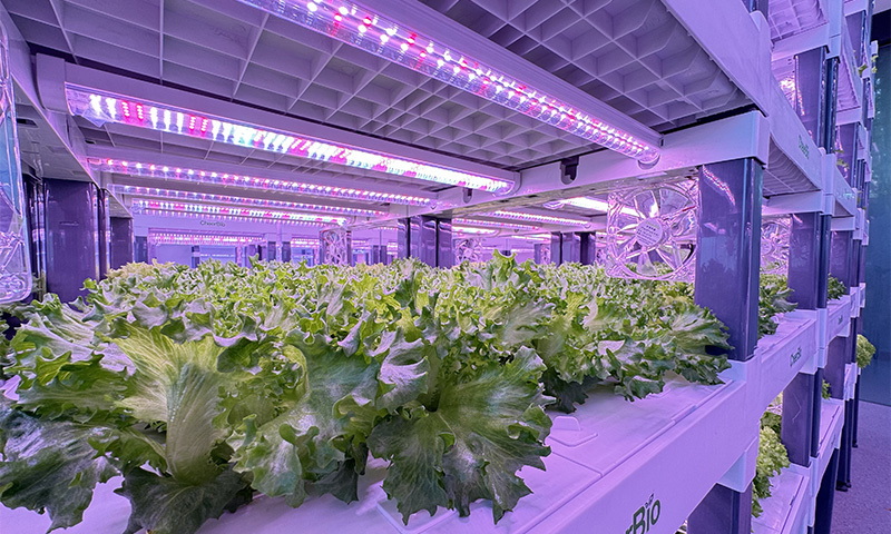 植物工厂种植图
