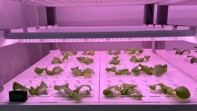 植物工厂灯光高度可调对作物的影响