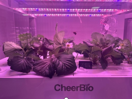 爱培生物人工光纯水培草莓技术获阶段性突破，持续迈向世界前列