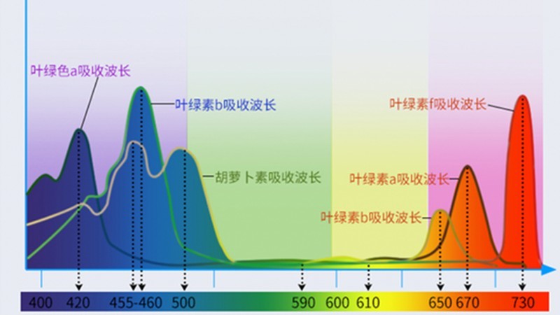 蔬菜的能量来源——光（—）