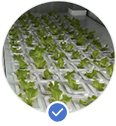 Vegetable Seedling Sales