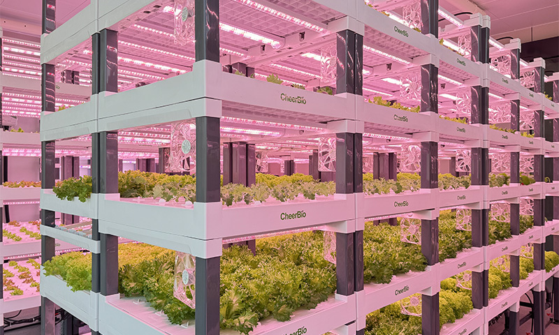 龙游植物工厂内部图