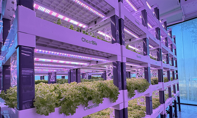 植物工厂种植图