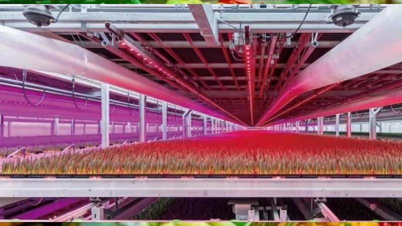 LED植物照明技术的应用与发展