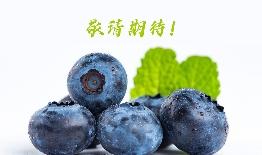 水培草莓 水培草莓