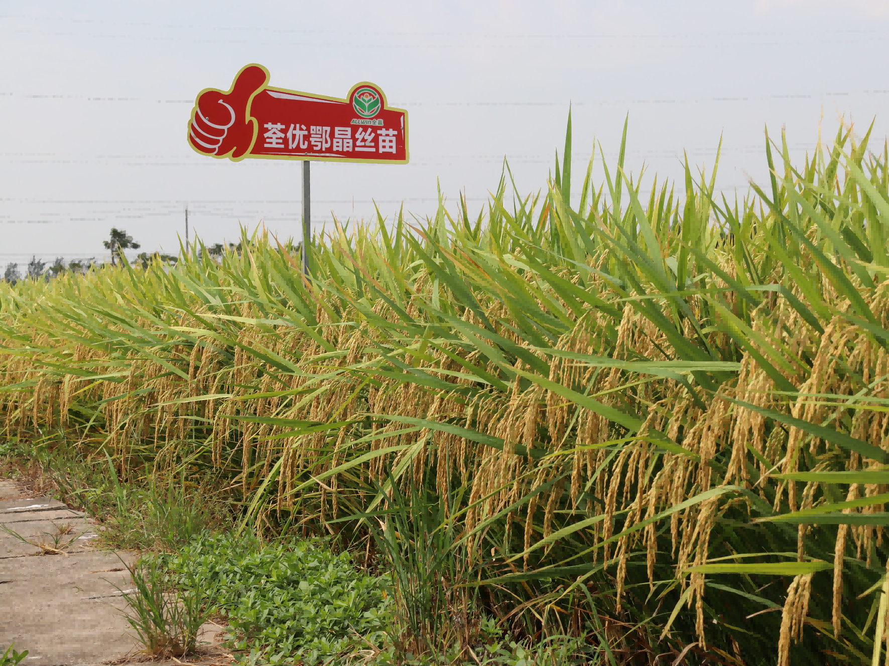 荃优鄂晶丝苗