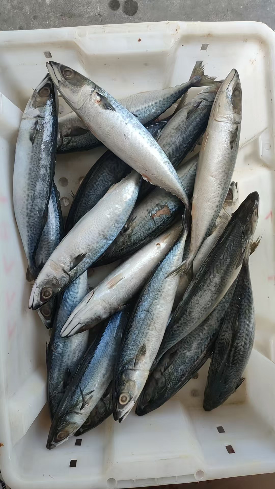 鲭鱼 Scomber Japonicus