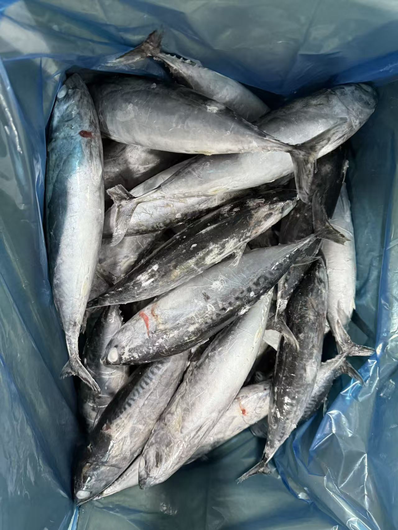 Frozen Bullet Tuna bulk wholesale seafood exporter
