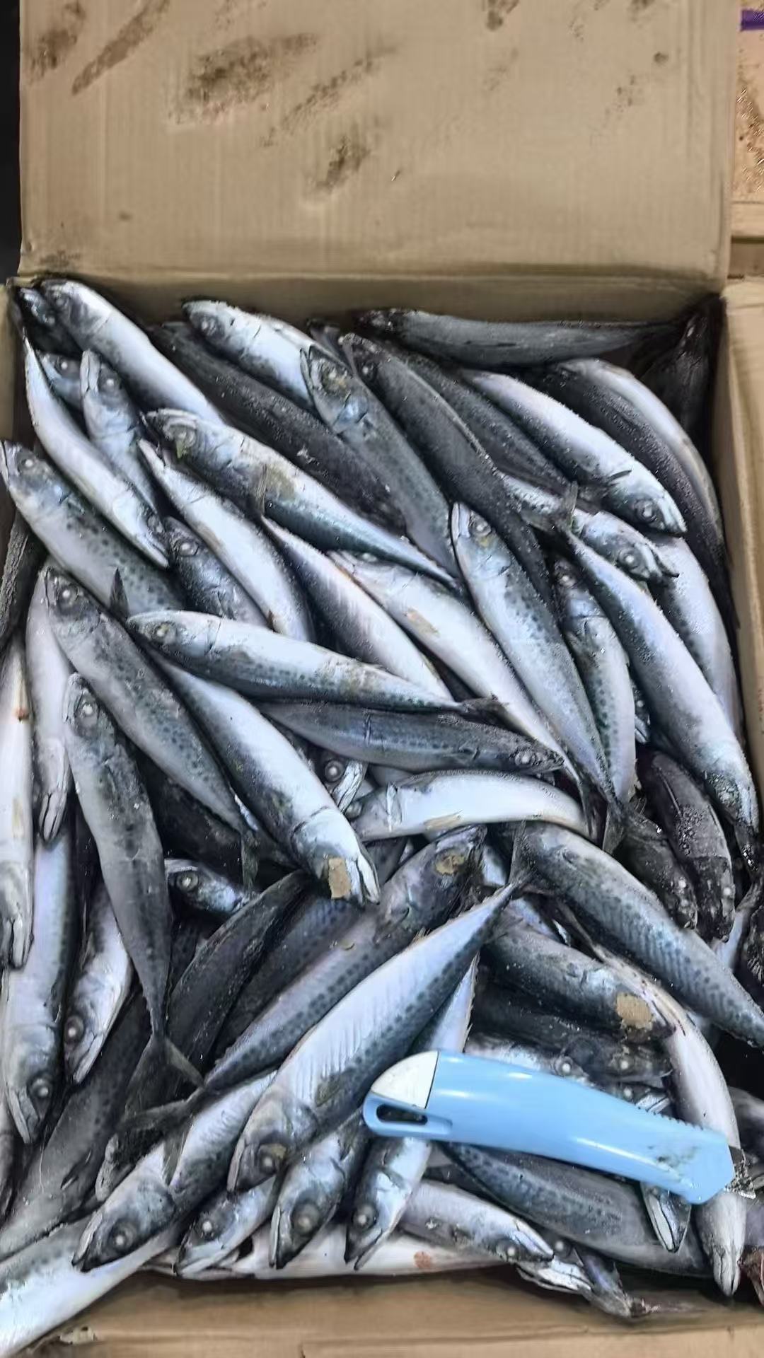Hgih Quality Frozen Mackerel. 40-80 gr.
