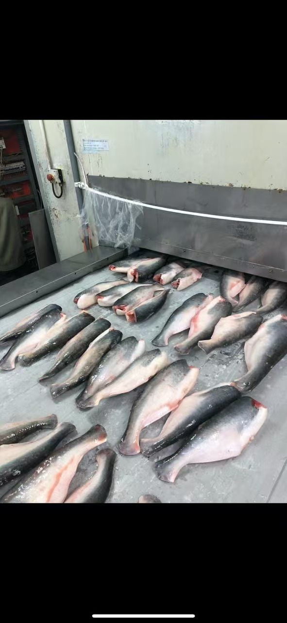 HGT PANGASIUS