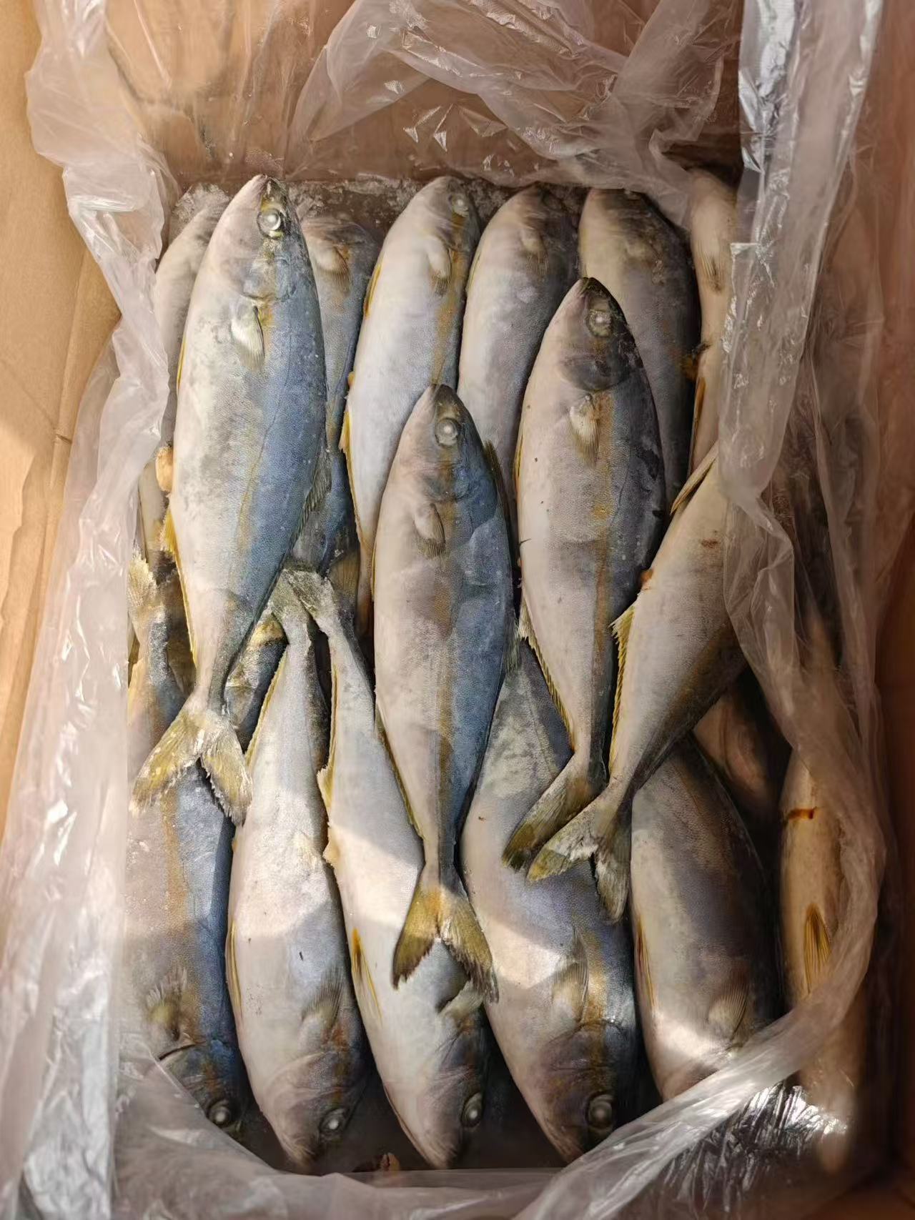 船冻 黄狮鱼  规格300-500克