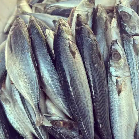 浙江青占鱼