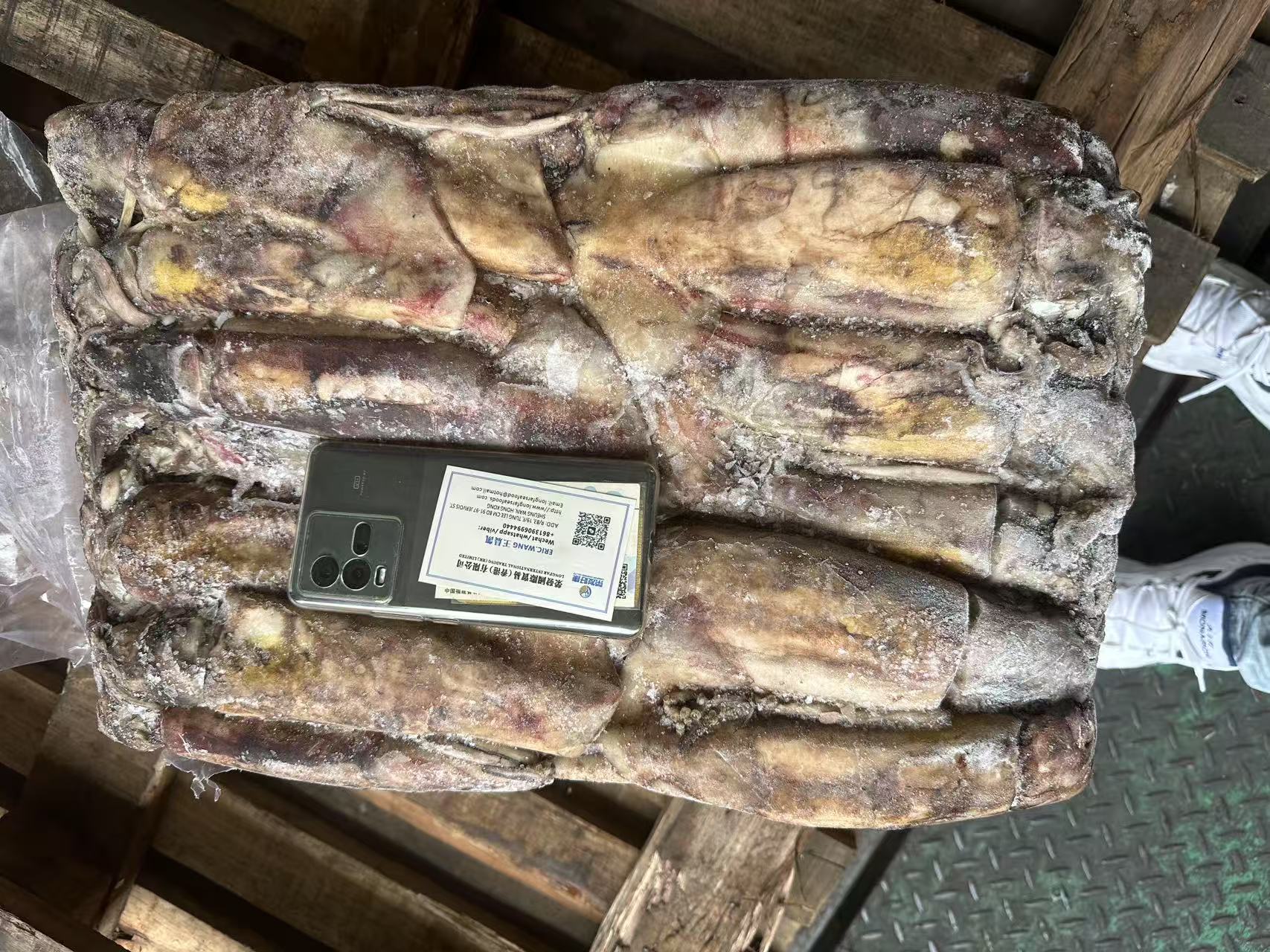 Indonisia black squid