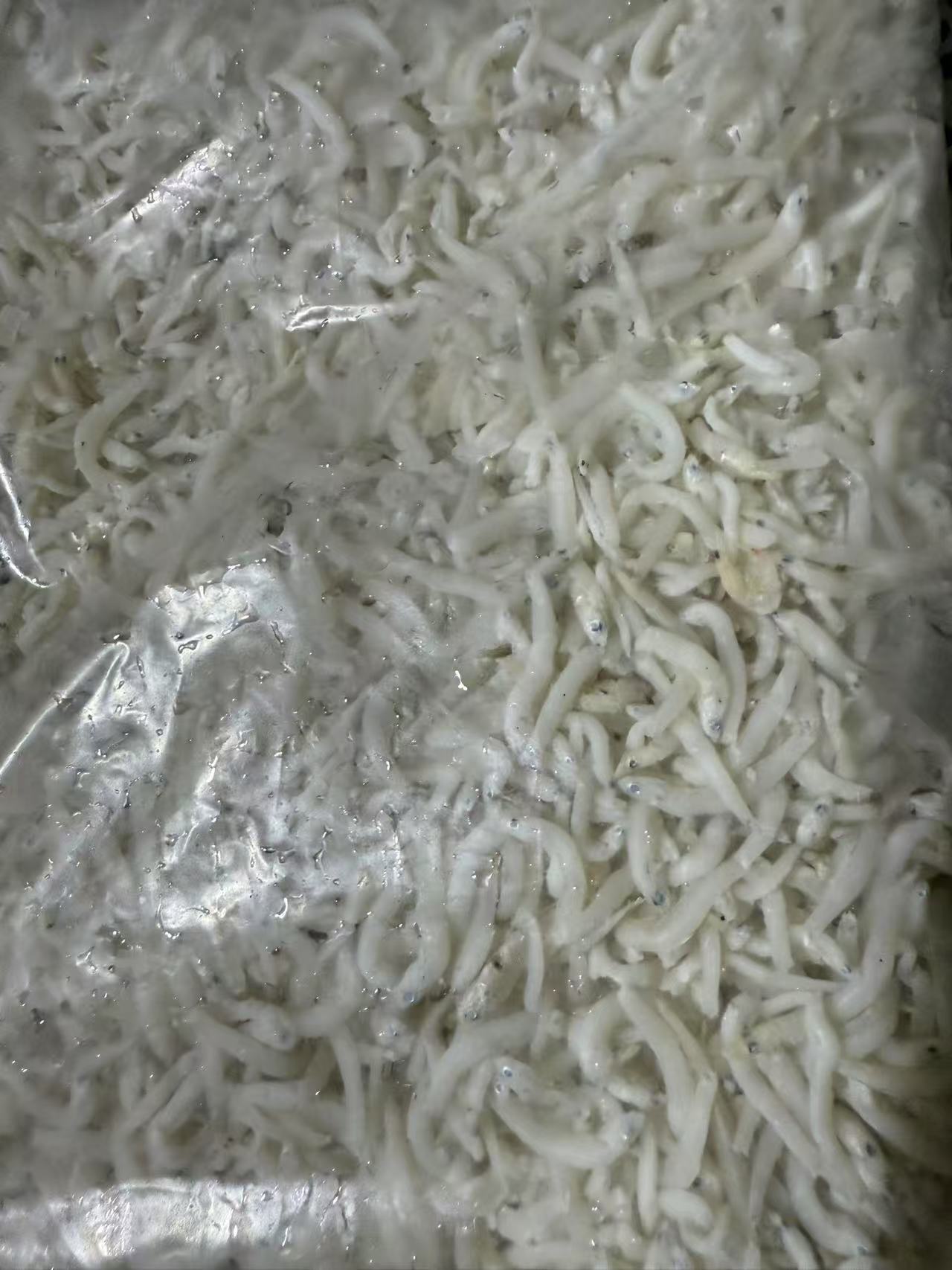 小银鱼