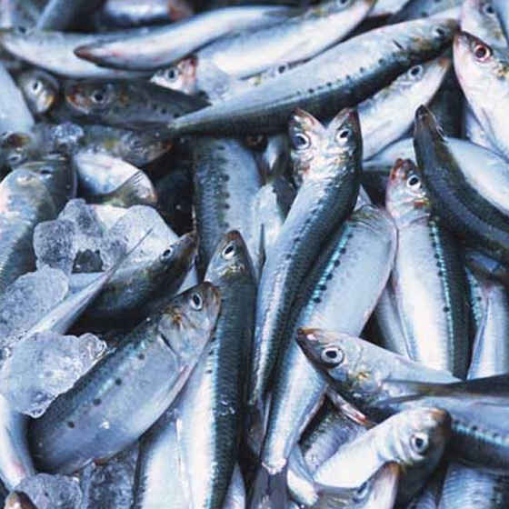 sardine