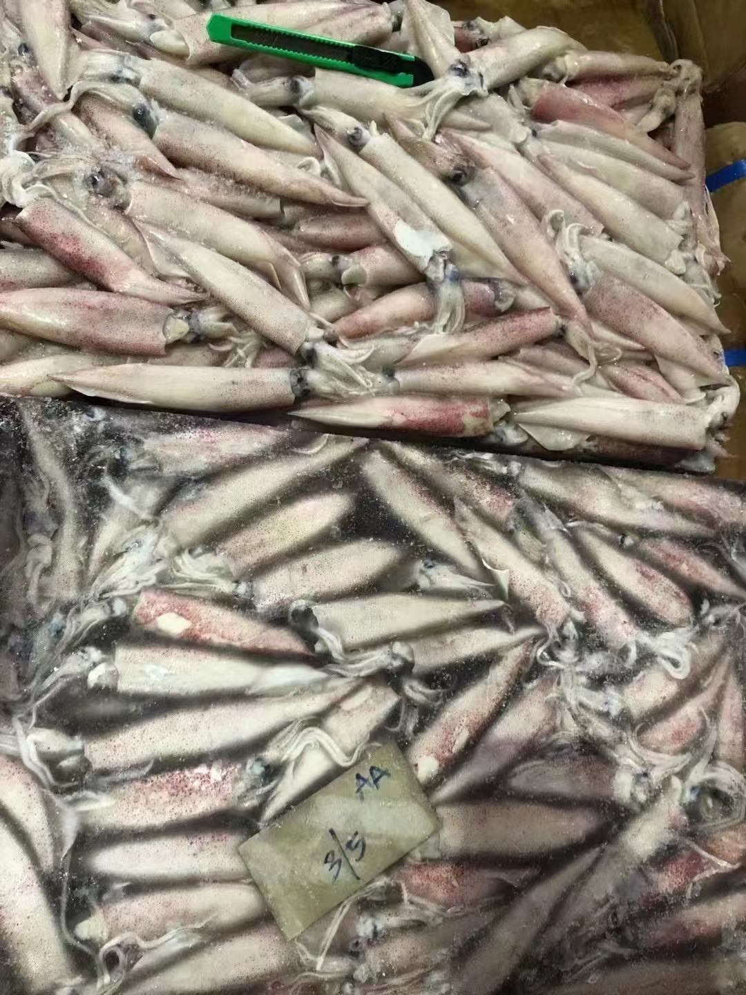 MALAYSIA SP SQUID