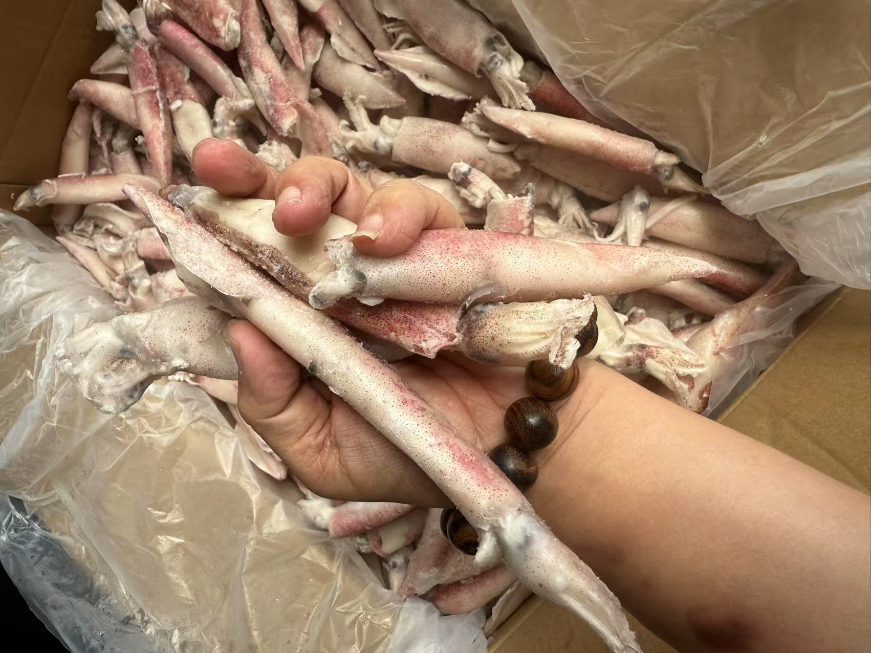 MALAYSIA LOLIGO SQUID