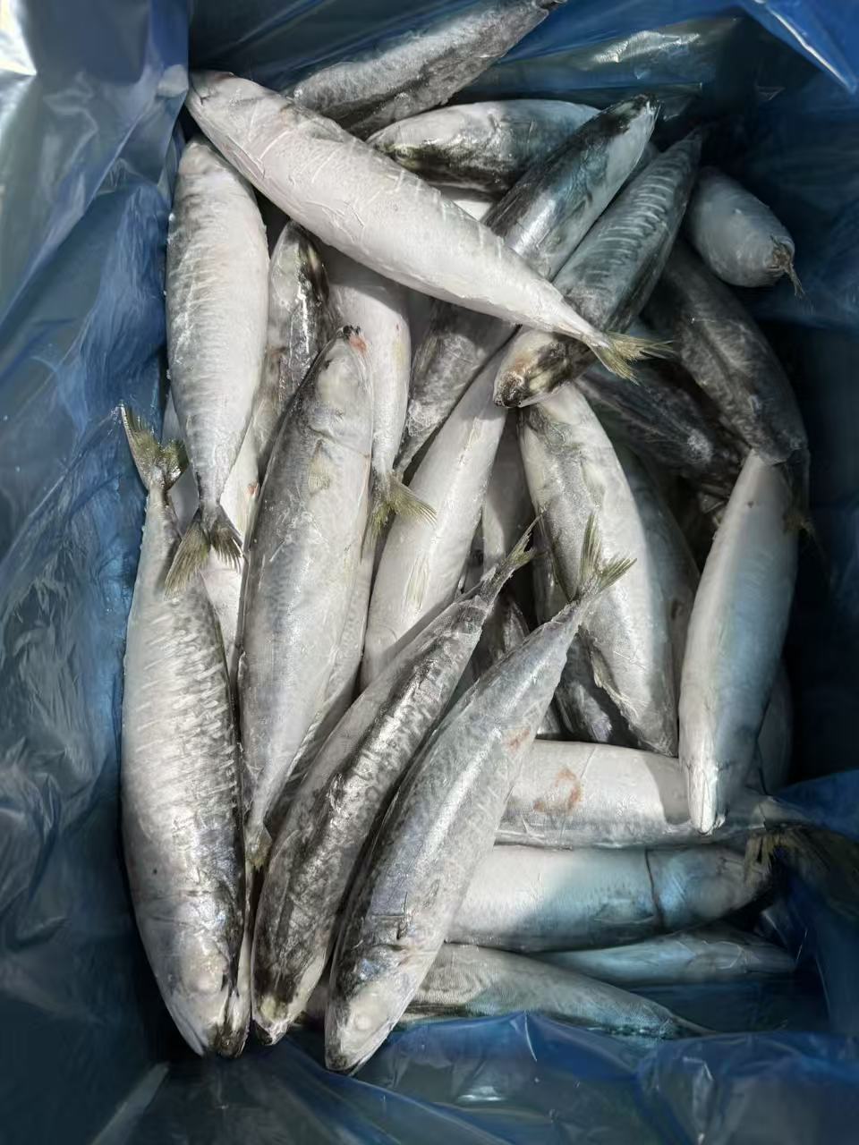 MACKEREL 30-40P