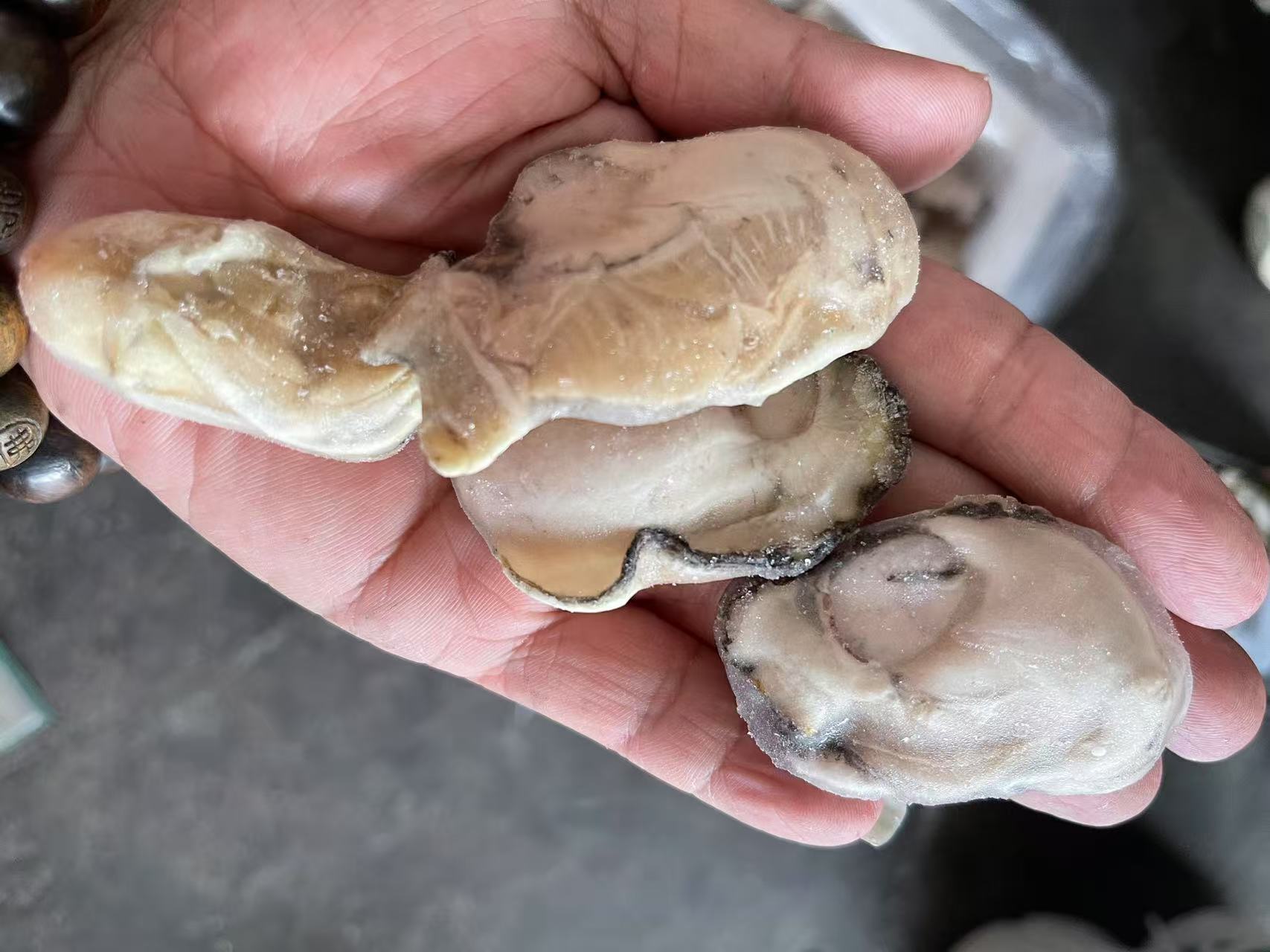 Frozen oyster Meat Fresh oyster for Sale oyster Frozen