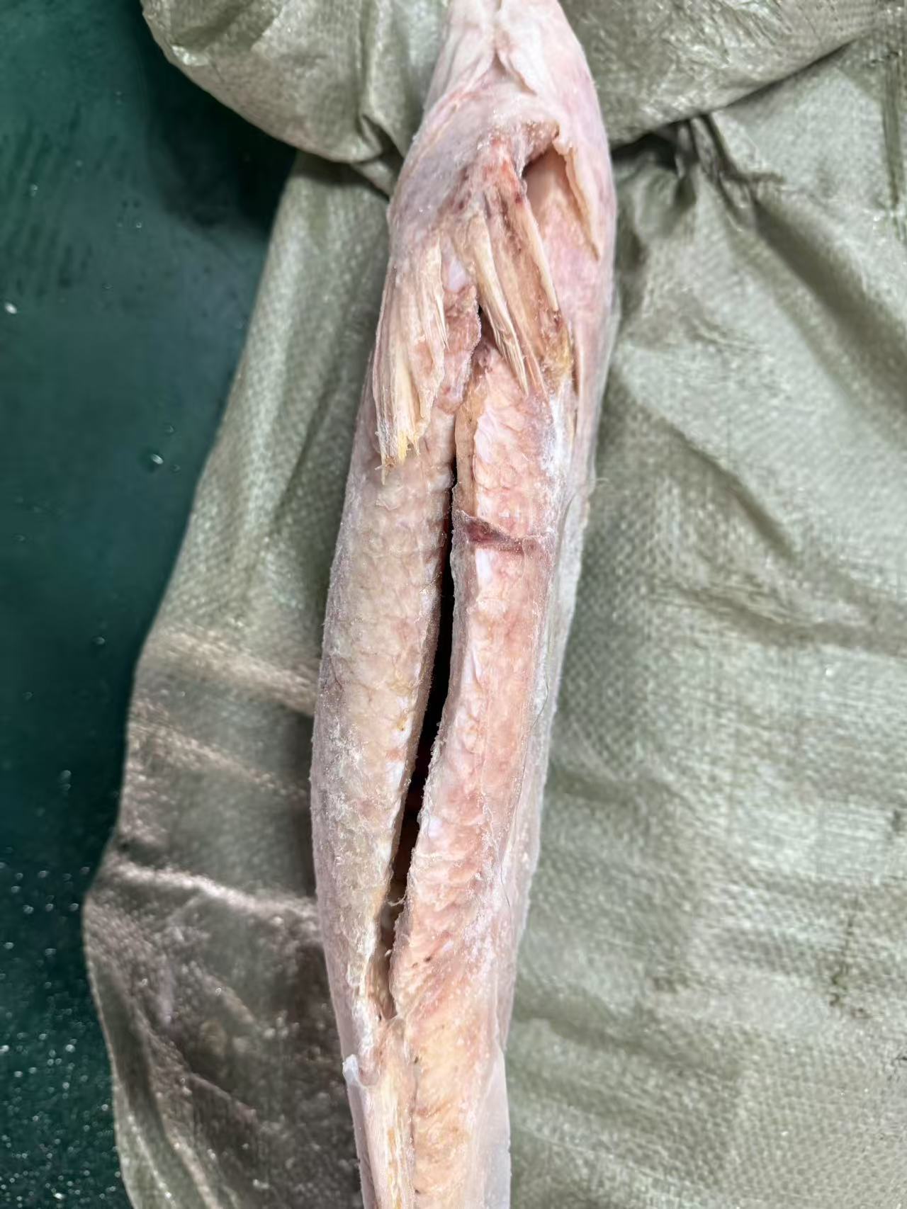 BROWN CROAKER