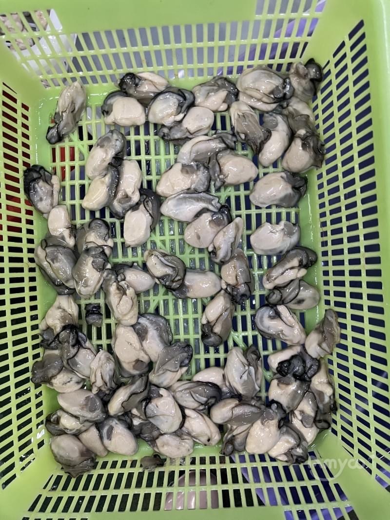 IQF OYSTER MEAT