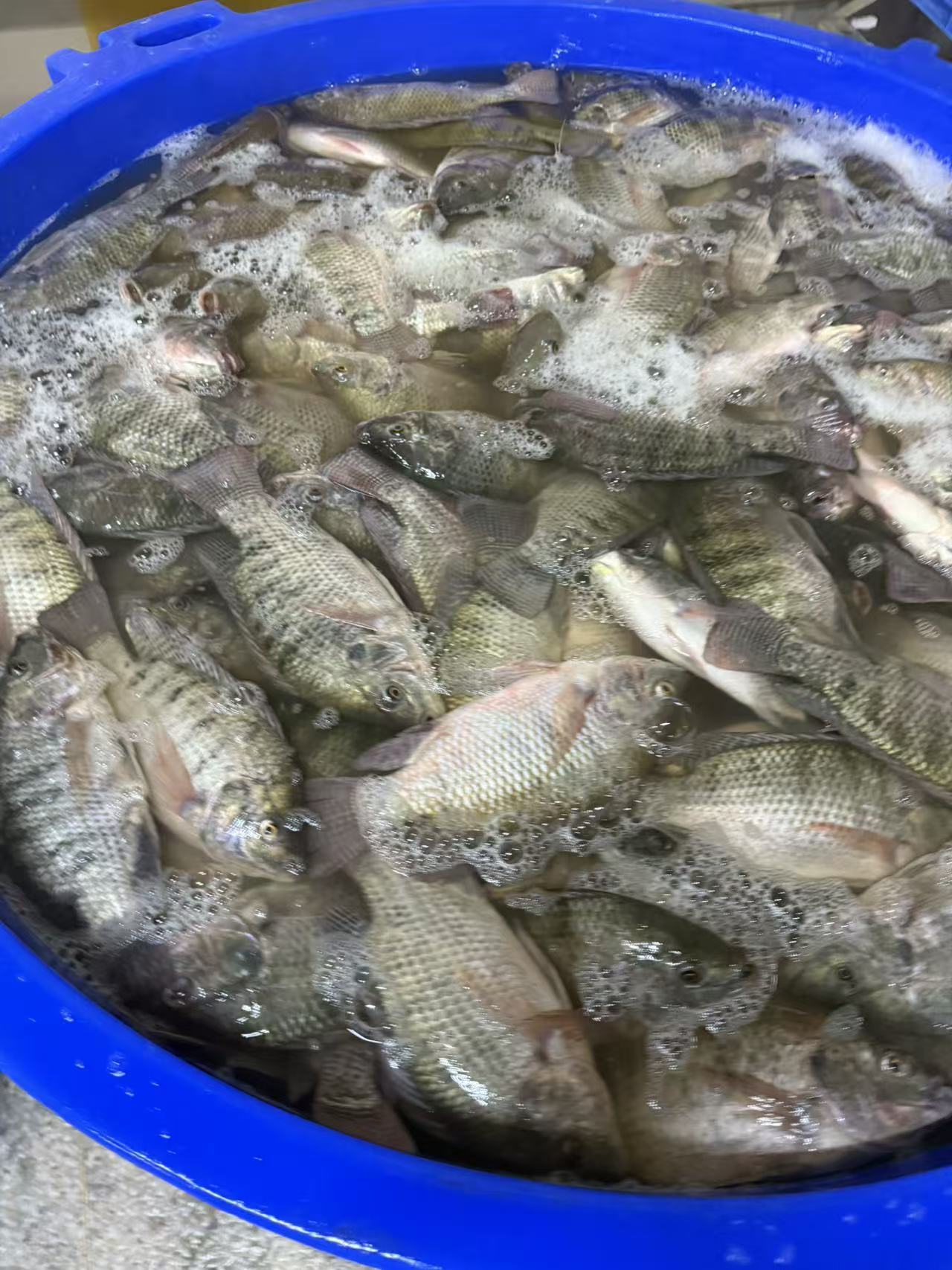 China Export Frozen Tilapia En Gros 800+ Black Tilapia Tilapia Wholesale Price