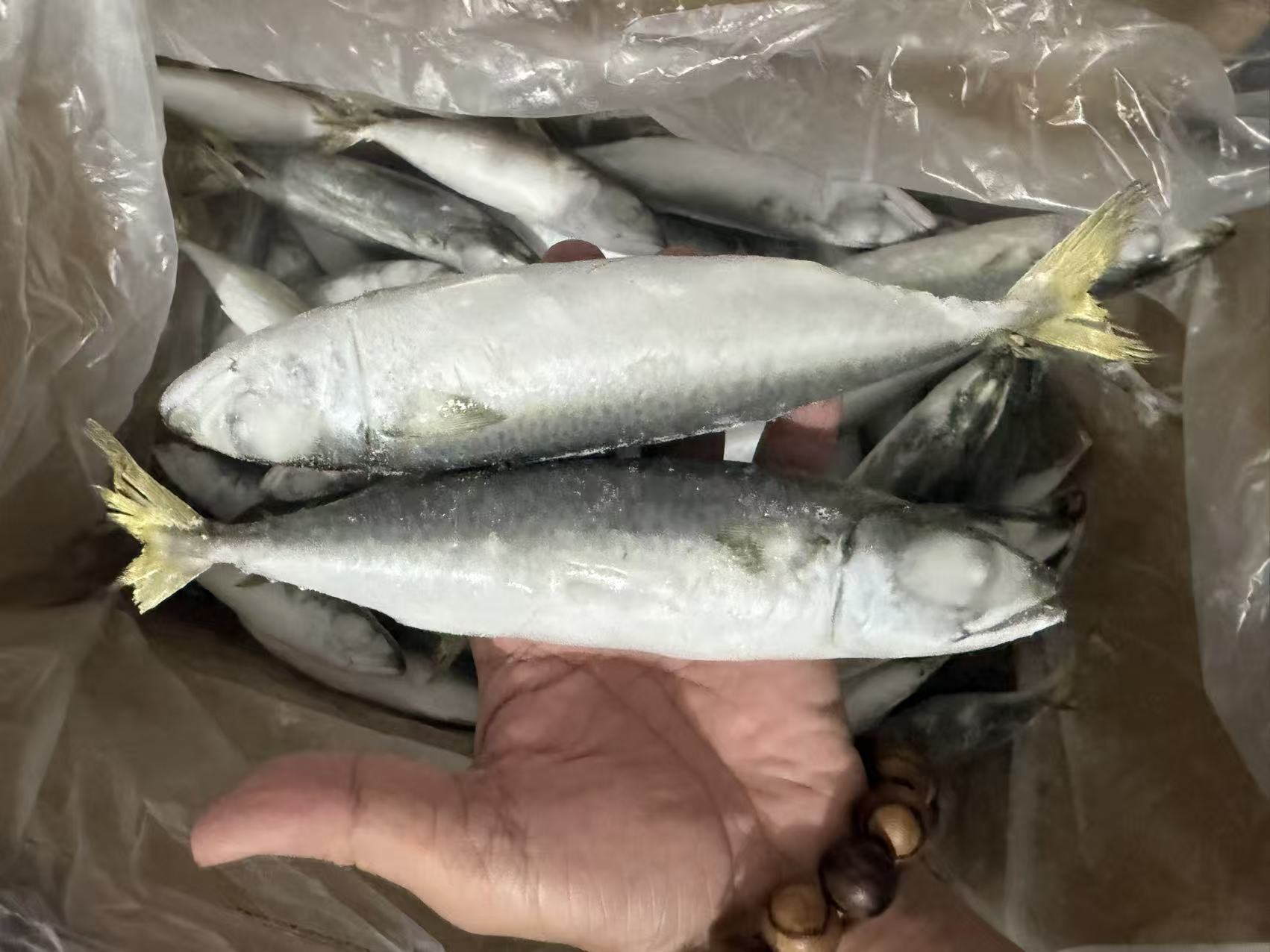 SHORT BODY PACIFIC MACKEREL